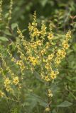 Verbascum chaixii
