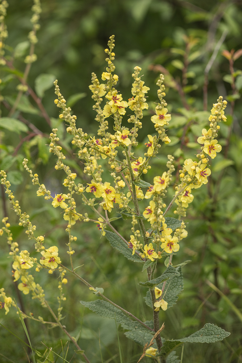 Image of Verbascum marschallianum specimen.