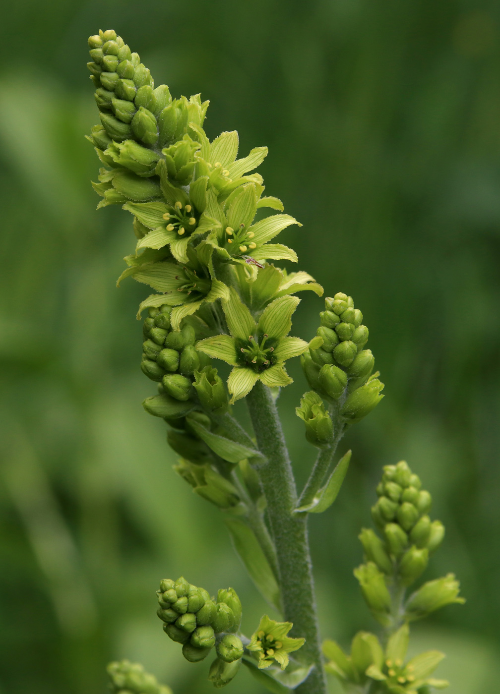 Image of Veratrum lobelianum specimen.