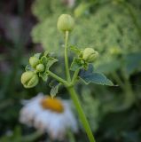 genus Anemone. Верхушка растения с бутонами. Татарстан, Агрызский р-н, с. Красный Бор, цветник. 06.08.2025.