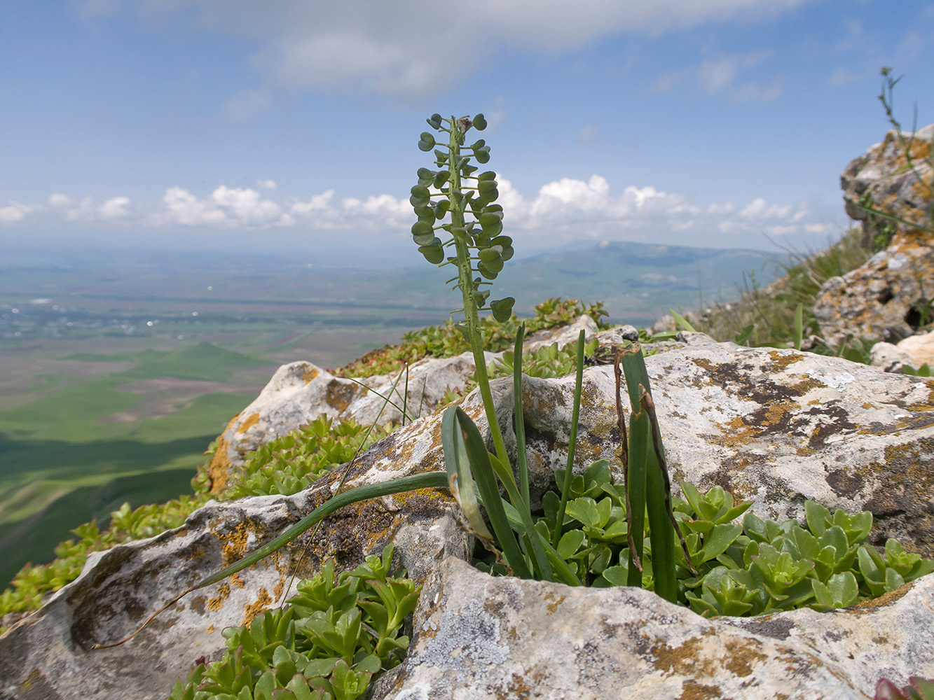 Image of familia Hyacinthaceae specimen.