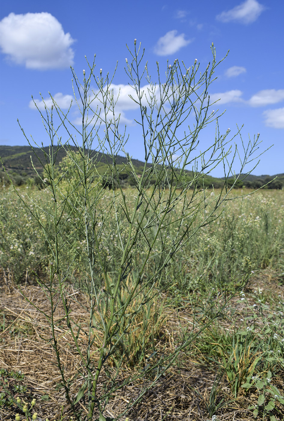 Изображение особи Symphyotrichum subulatum var. squamatum.