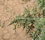 unknown species. Лист. Турция, ил Ван, окр. Кармраванк, горная степь. 22 мая 2025 г.