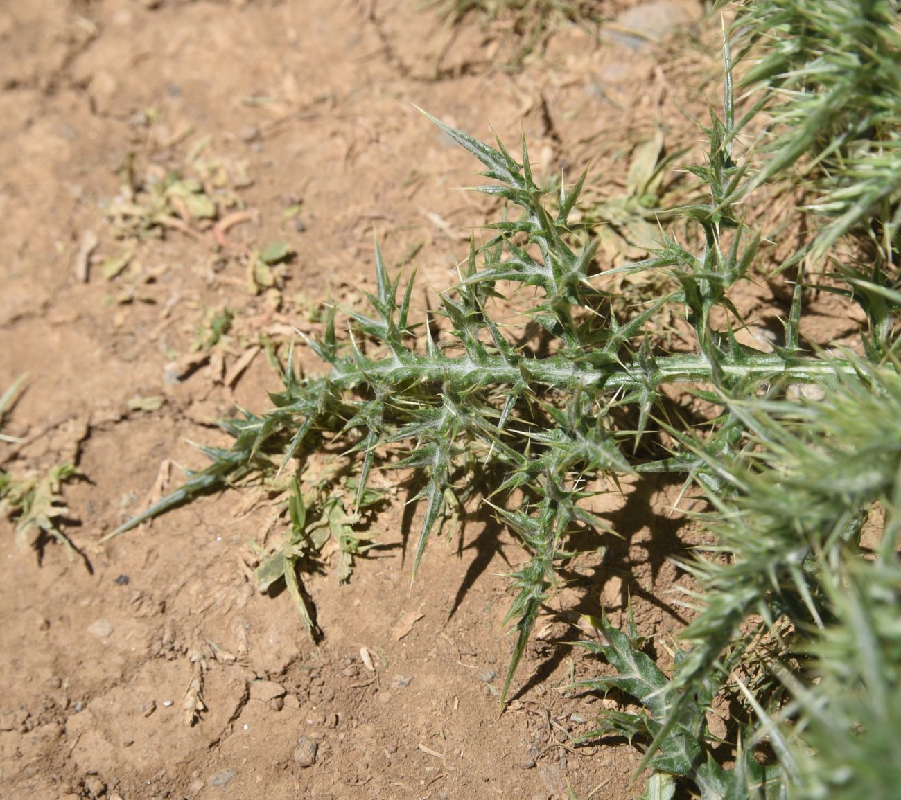 Image of Cynara cardunculus specimen.