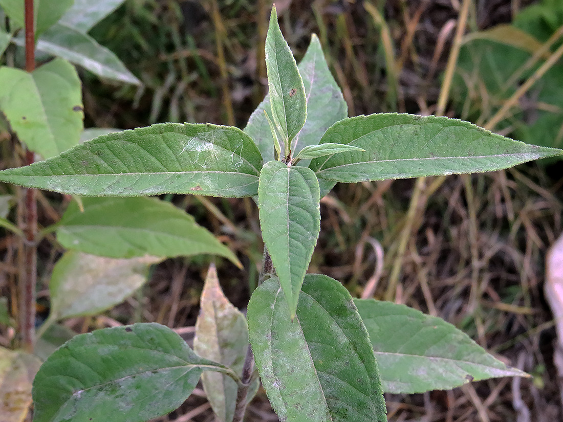 Изображение особи Helianthus tuberosus.