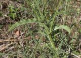 Picris hieracioides. Нижняя часть растения. Жирона, комарка Баш Эмпорда, муниципалитет Калонже, дубово-сосновый лес, обочина просёлочной дороги. 03.08.2025.