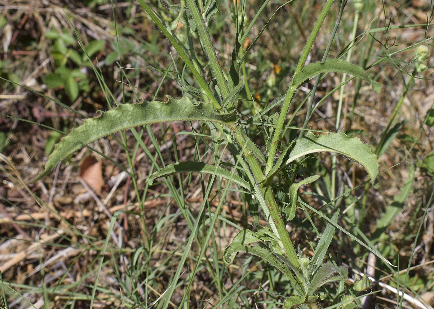 Image of Picris hieracioides specimen.