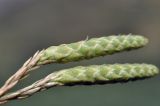 Image of taxon representative. Author is Лариса Крайник