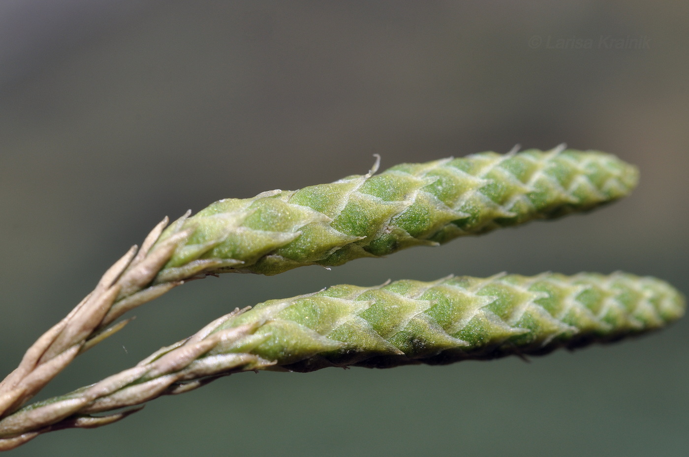 Image of Diphasiastrum alpinum specimen.