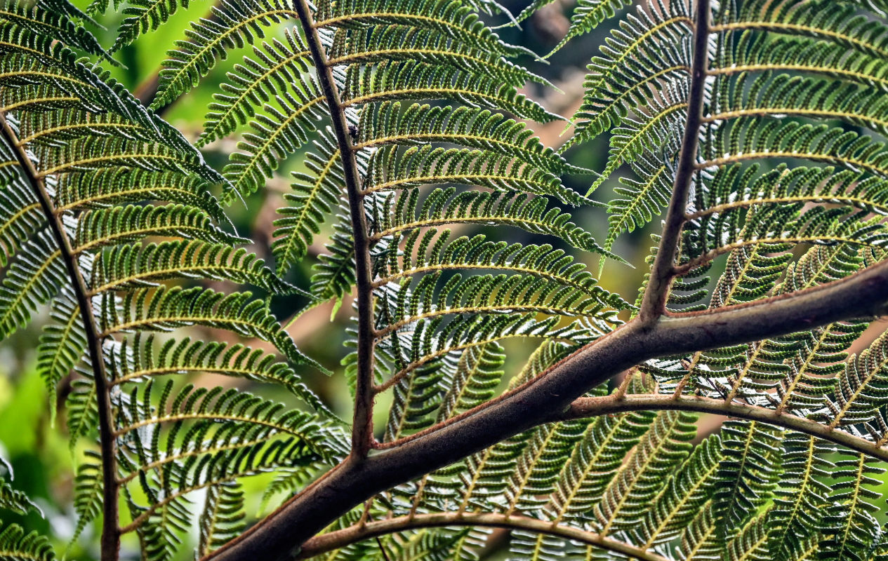 Изображение особи Cyathea cooperi.