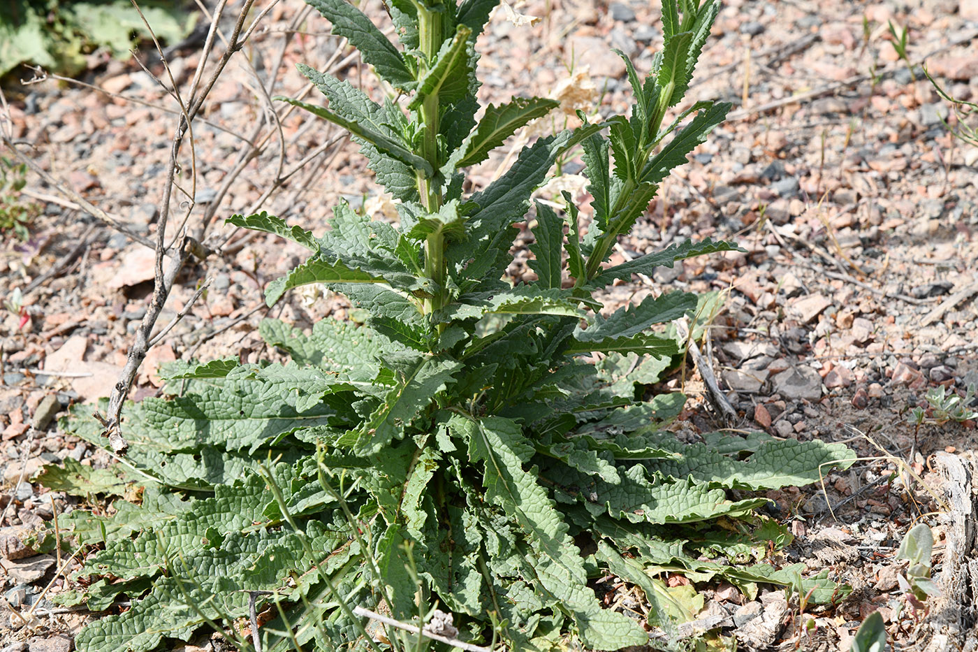 Изображение особи Verbascum blattaria.