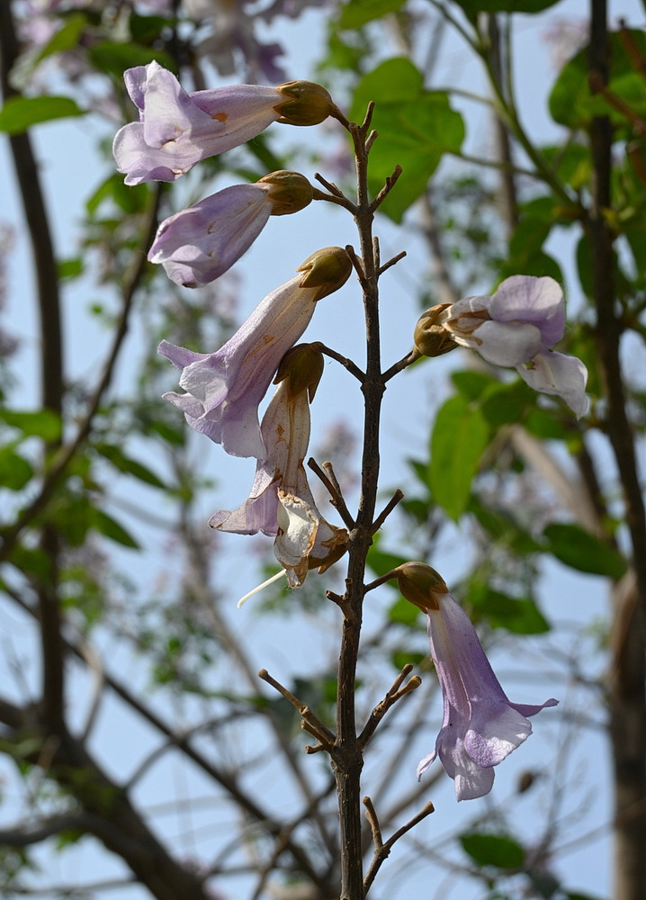 Изображение особи Paulownia tomentosa.