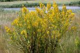 Genista tinctoria. Цветущее растение. Белгородская обл., Ракитянский р-н, северная окраина с. Солдатского, дол. р. Ворсклица. 26 июня 2021 г.