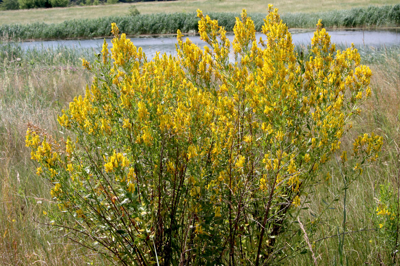 Image of Genista tinctoria specimen.