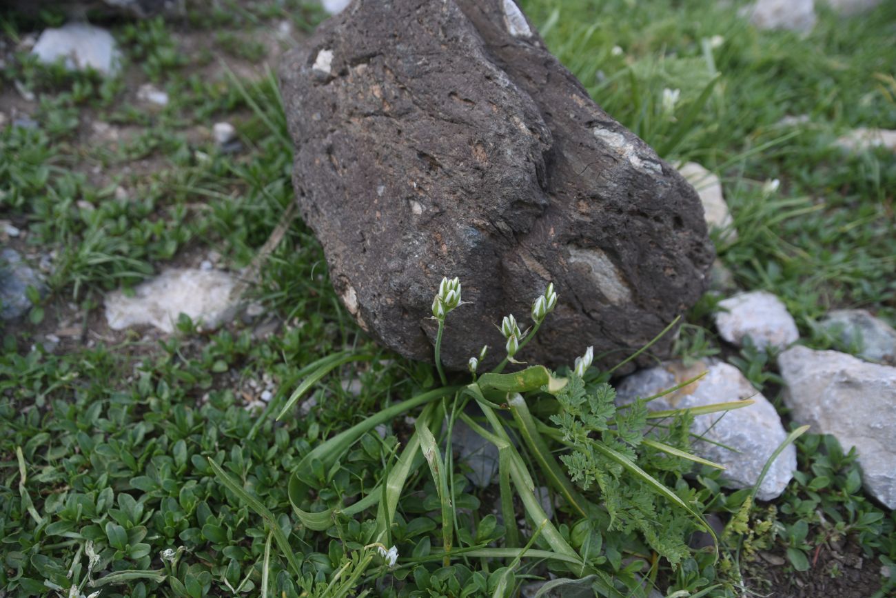 Изображение особи род Ornithogalum.