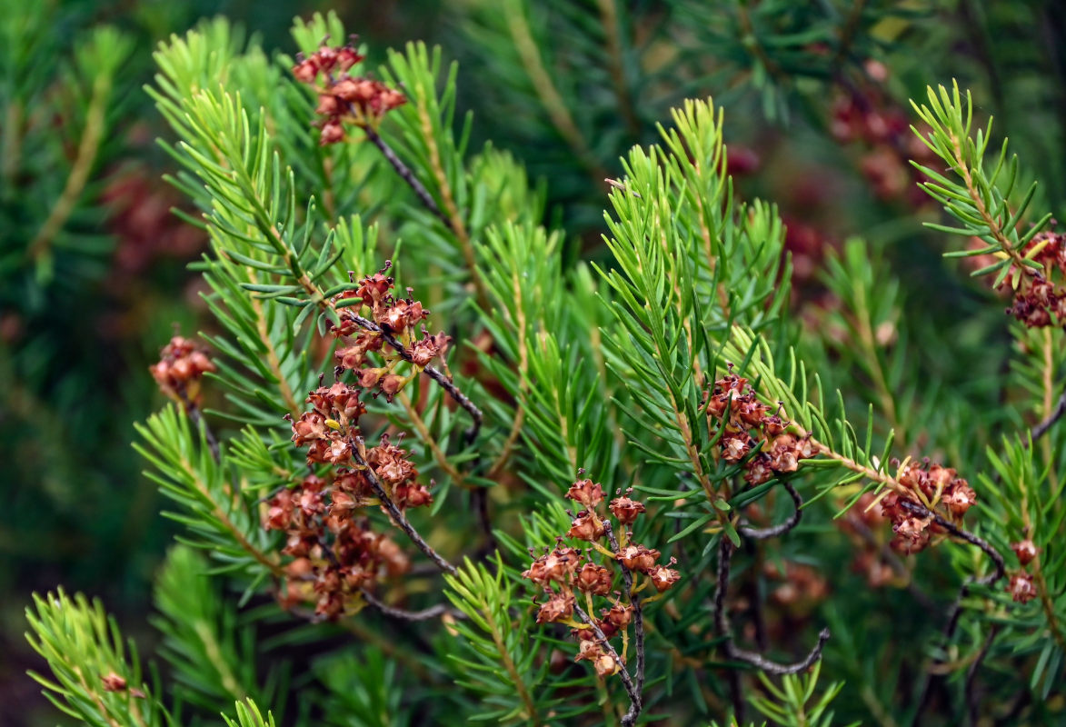 Image of Erica arborea specimen.