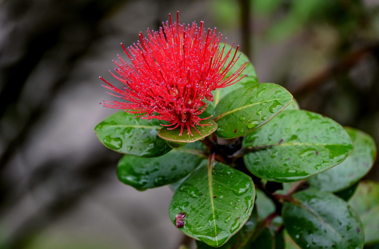 Image of Metrosideros polymorpha specimen.