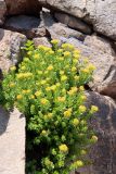 Rhodiola heterodonta