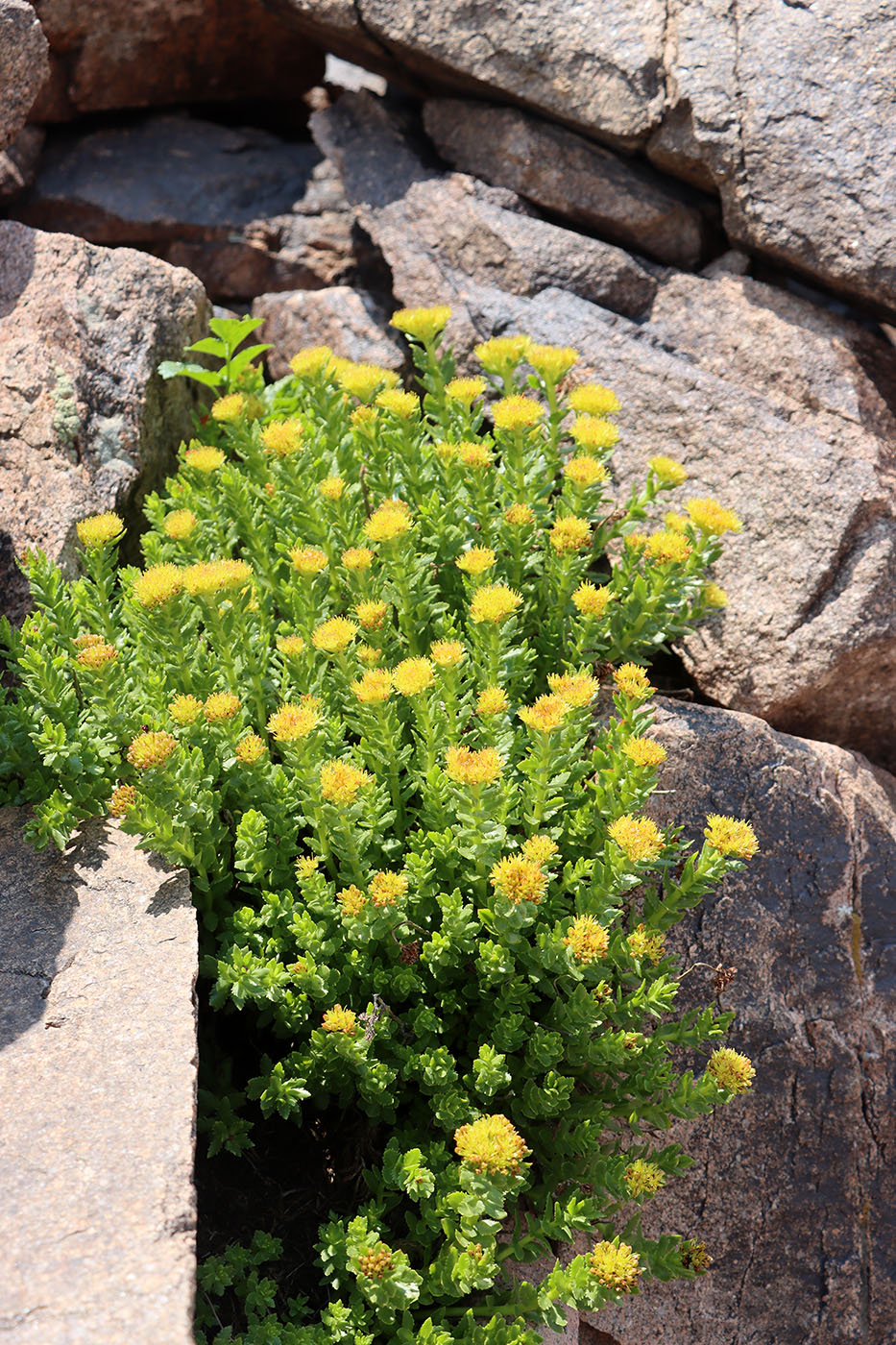 Изображение особи Rhodiola heterodonta.