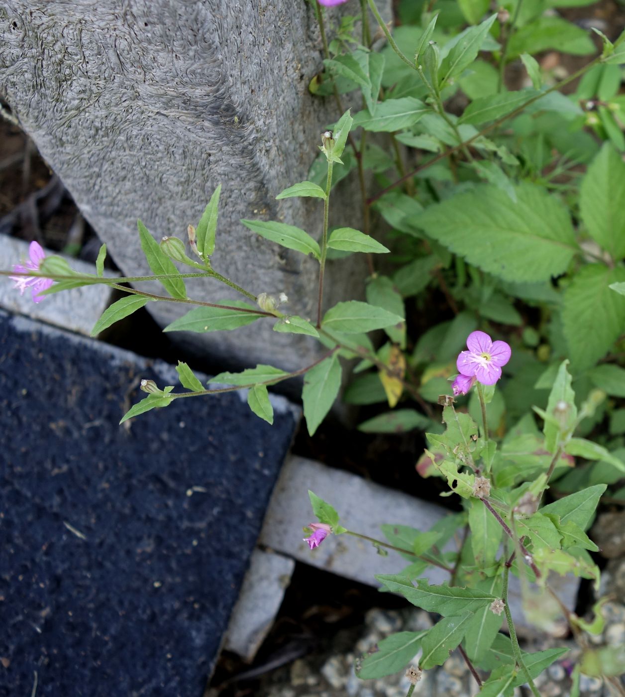 Image of Oenothera rosea specimen.