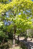 Catalpa bignonioides. Плодоносящее растение. Ставропольский край, г. Пятигорск, городское озеленение. 25.09.2025.