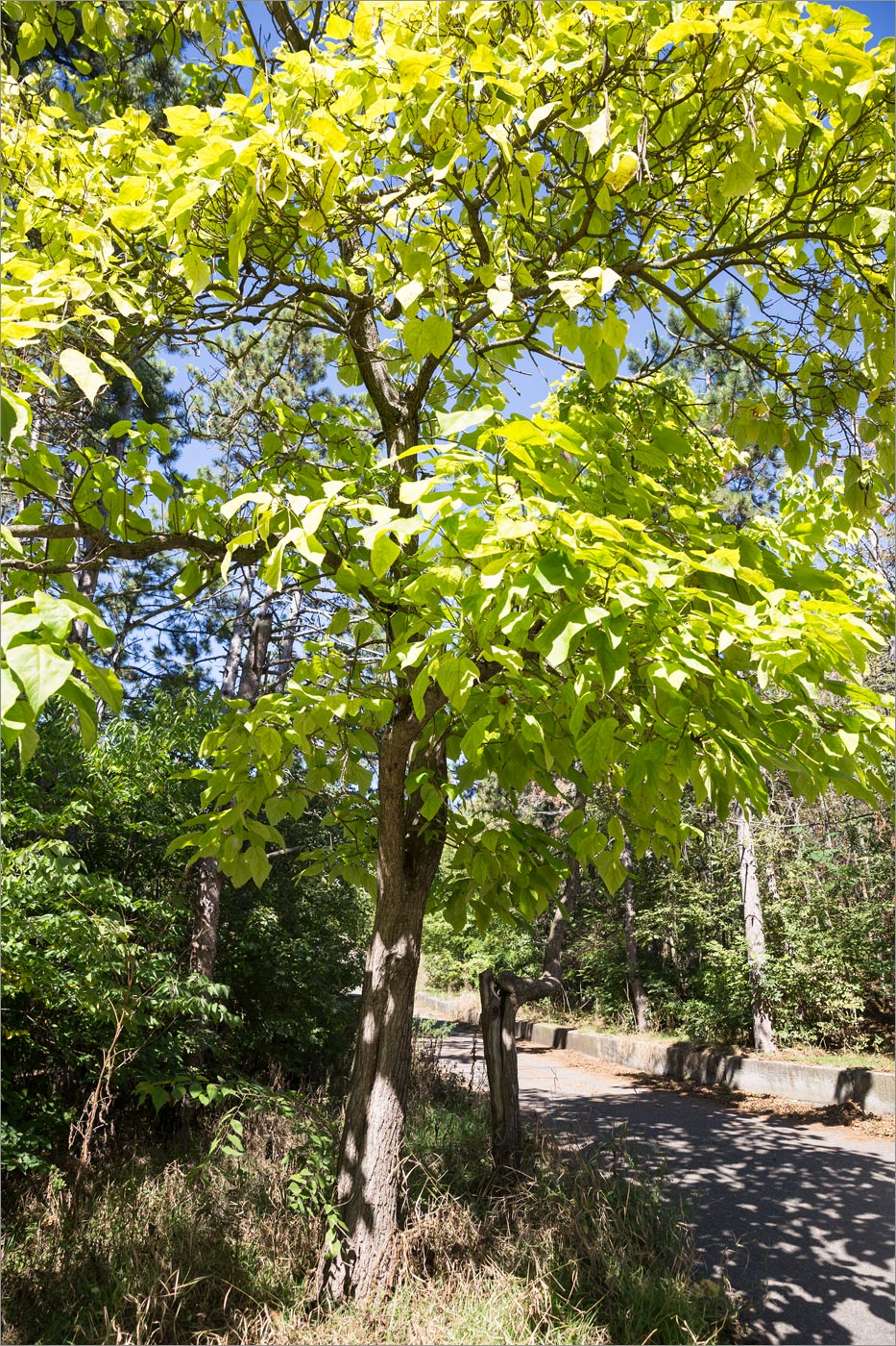 Image of Catalpa bignonioides specimen.