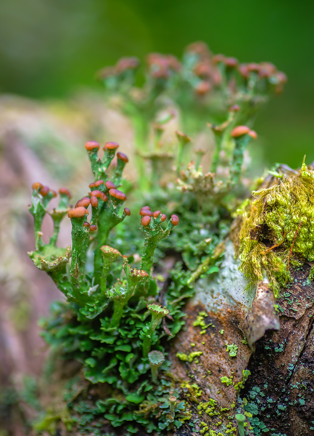 Изображение особи род Cladonia.