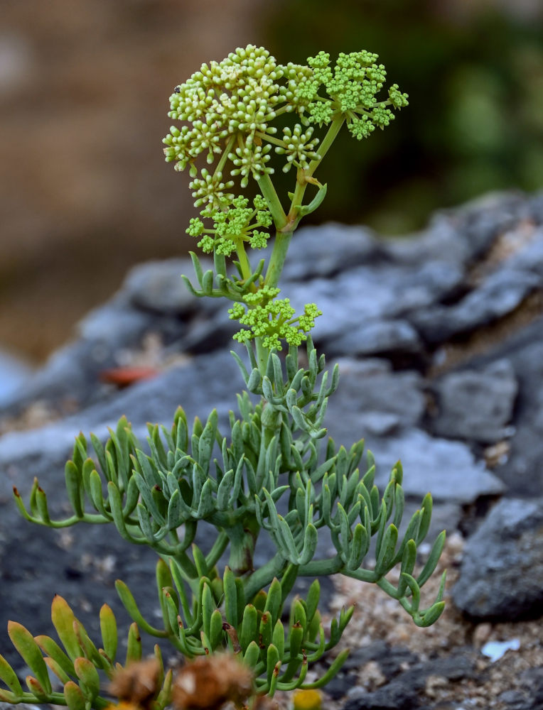 Изображение особи Crithmum maritimum.