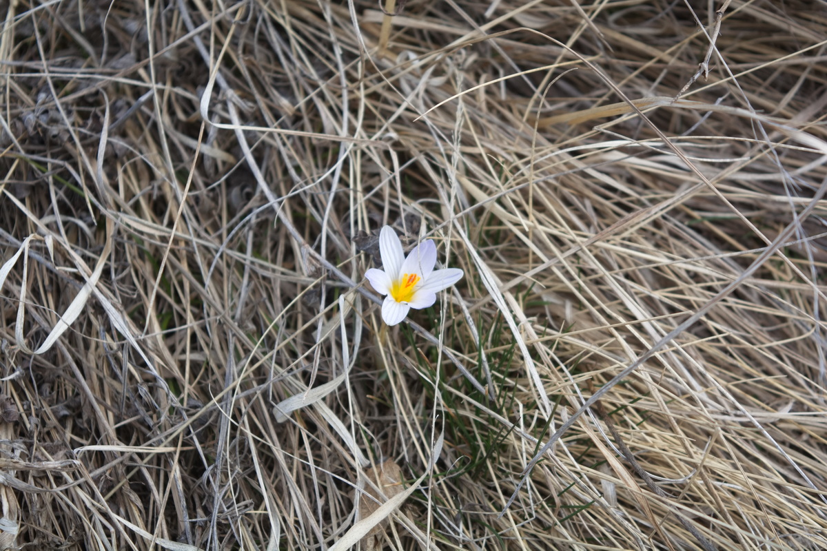 Image of Crocus reticulatus specimen.