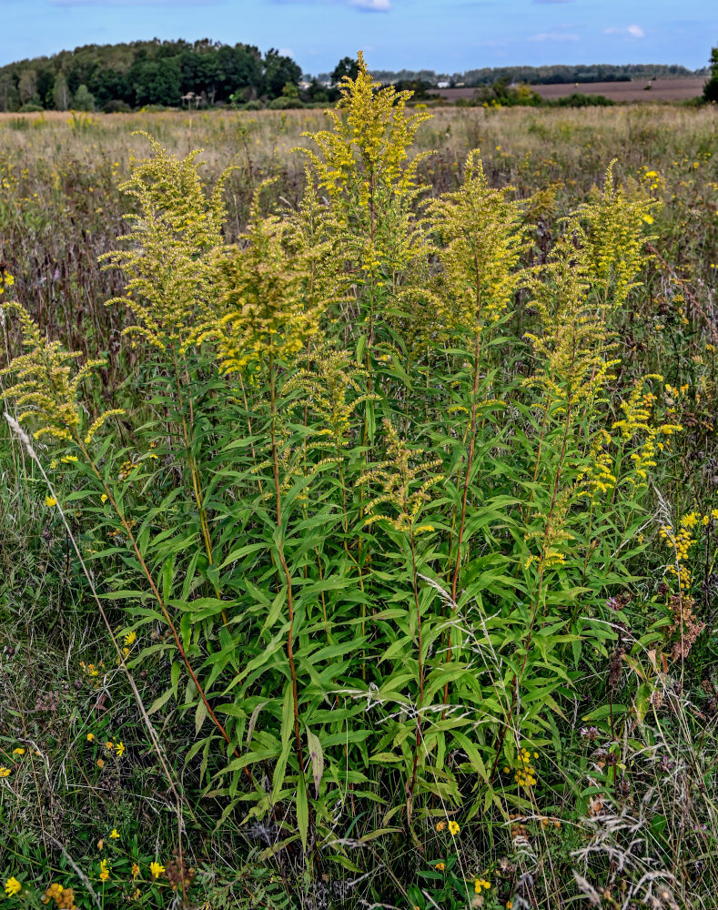 Изображение особи Solidago canadensis.