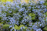 Brunnera sibirica. Цветущие растения. Томская обл., г. Томск, Академгородок, заброшенная клумба зарастающая Brunnera sibirica. 03.06.2024.