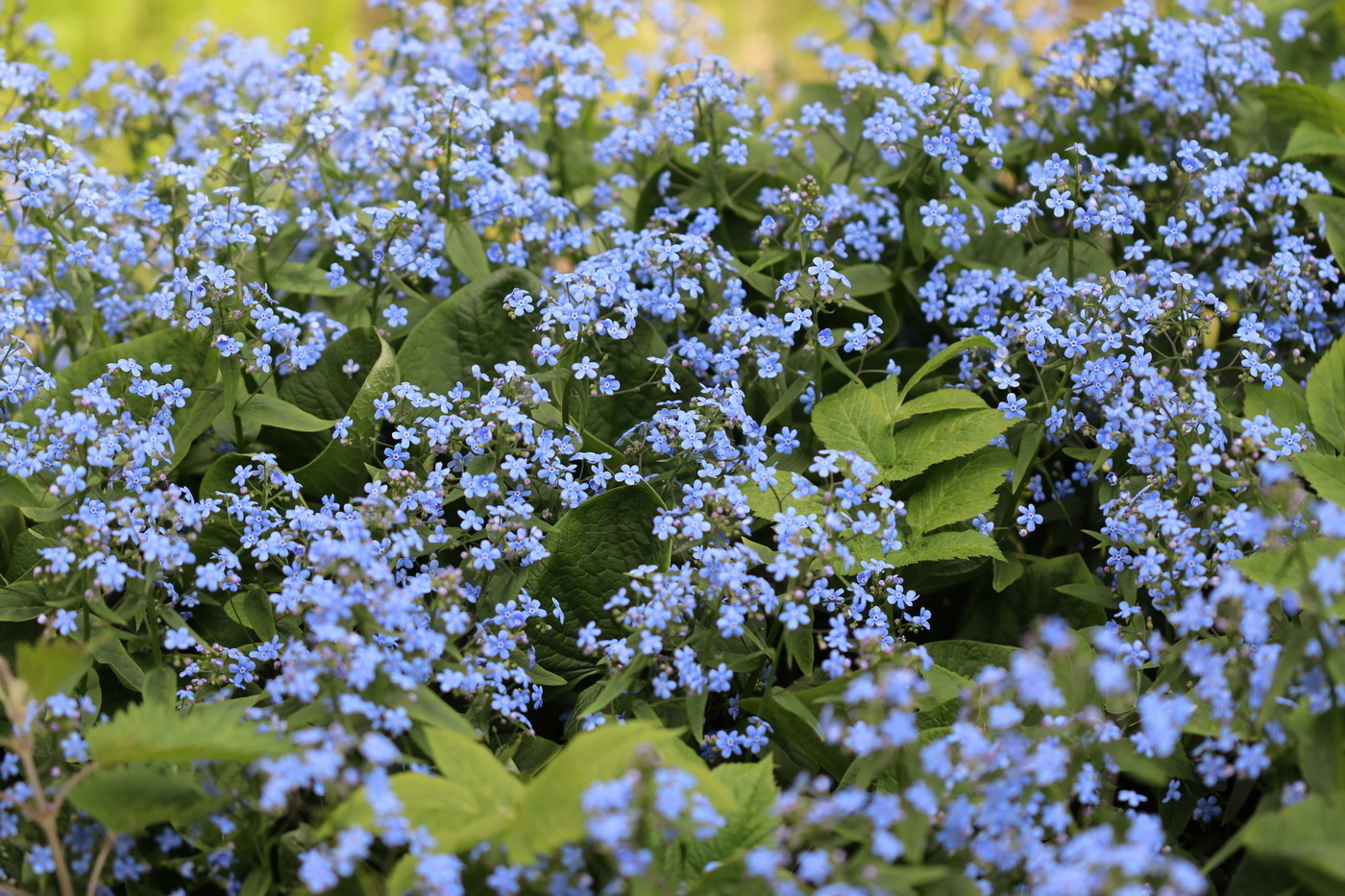 Изображение особи Brunnera sibirica.