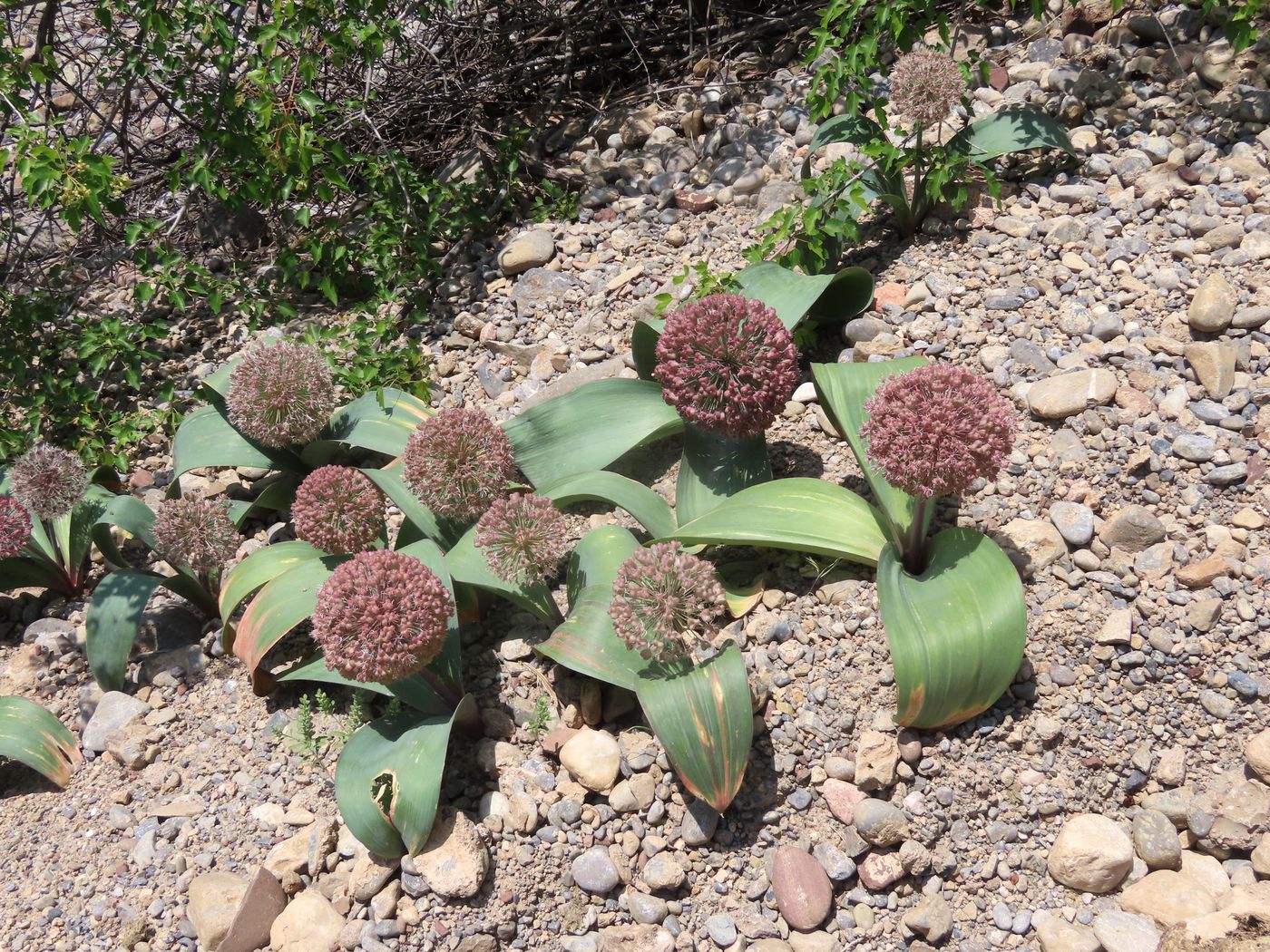 Image of Allium karataviense specimen.