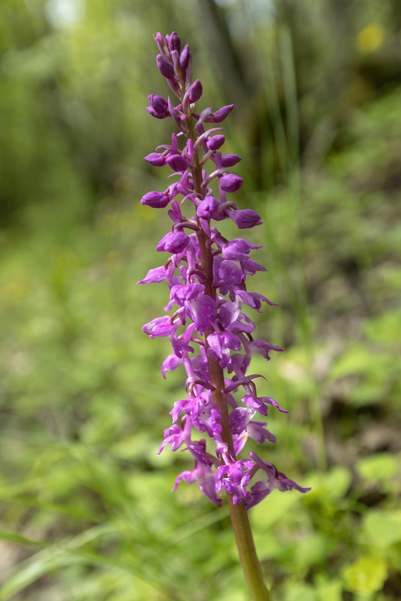 Image of Orchis mascula specimen.