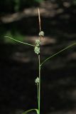 Carex grioletii. Верхушка плодоносящего побега. Краснодарский край, муниципальное образование город-курорт Сочи, Адлерский р-н, Кудепстинский сельский округ, окр. пос. Дубравный, Кудепстинский дендропарк, широколиственный лес. 04.07.2024.