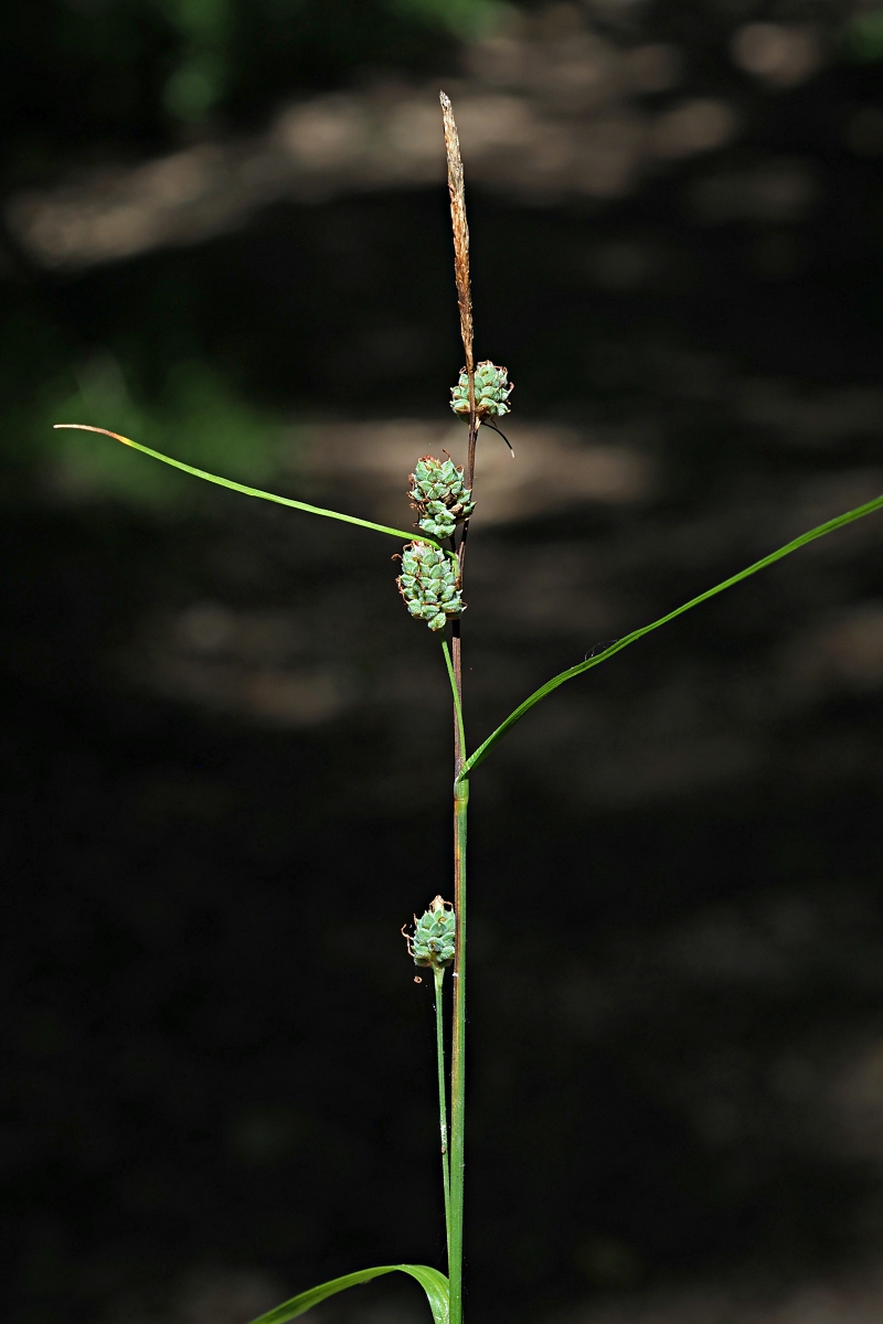 Image of Carex grioletii specimen.