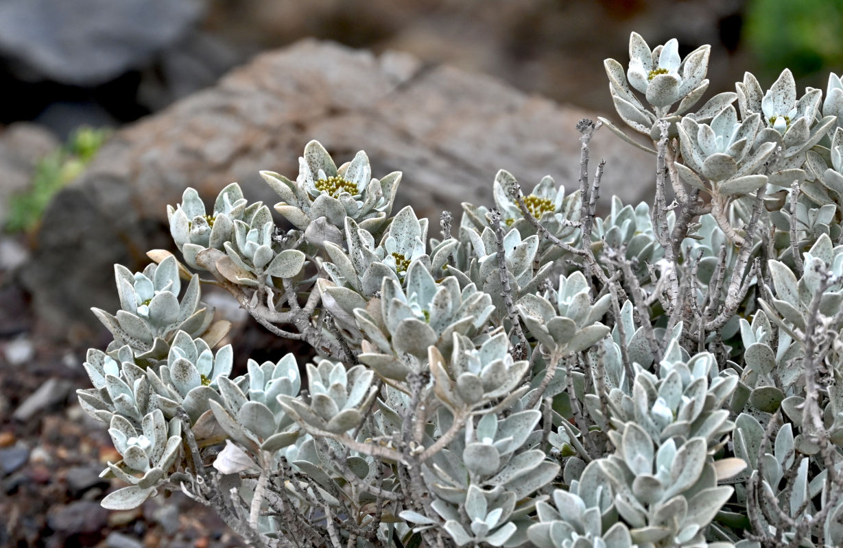 Image of Helichrysum obconicum specimen.