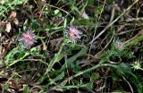 genus Centaurea. Цветущие растения. Португалия, округ Бежа, дол. р. Рибейра-ду-Торгал, дубовой рощи. 04.06.2026.