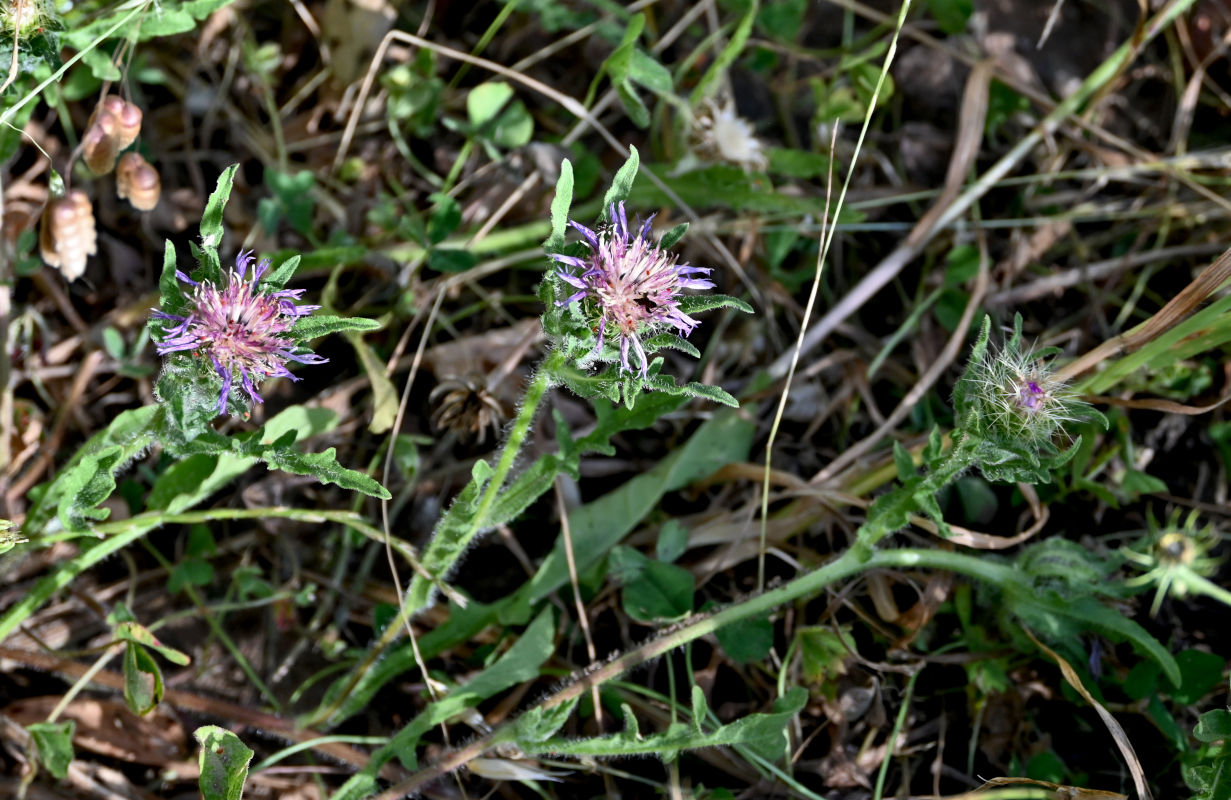 Image of genus Centaurea specimen.