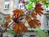 Acer platanoides