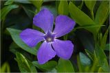 Vinca minor. Цветок. Московская обл., Раменский р-н, окр. дер. Хрипань, садовый участок. 14.05.2026.