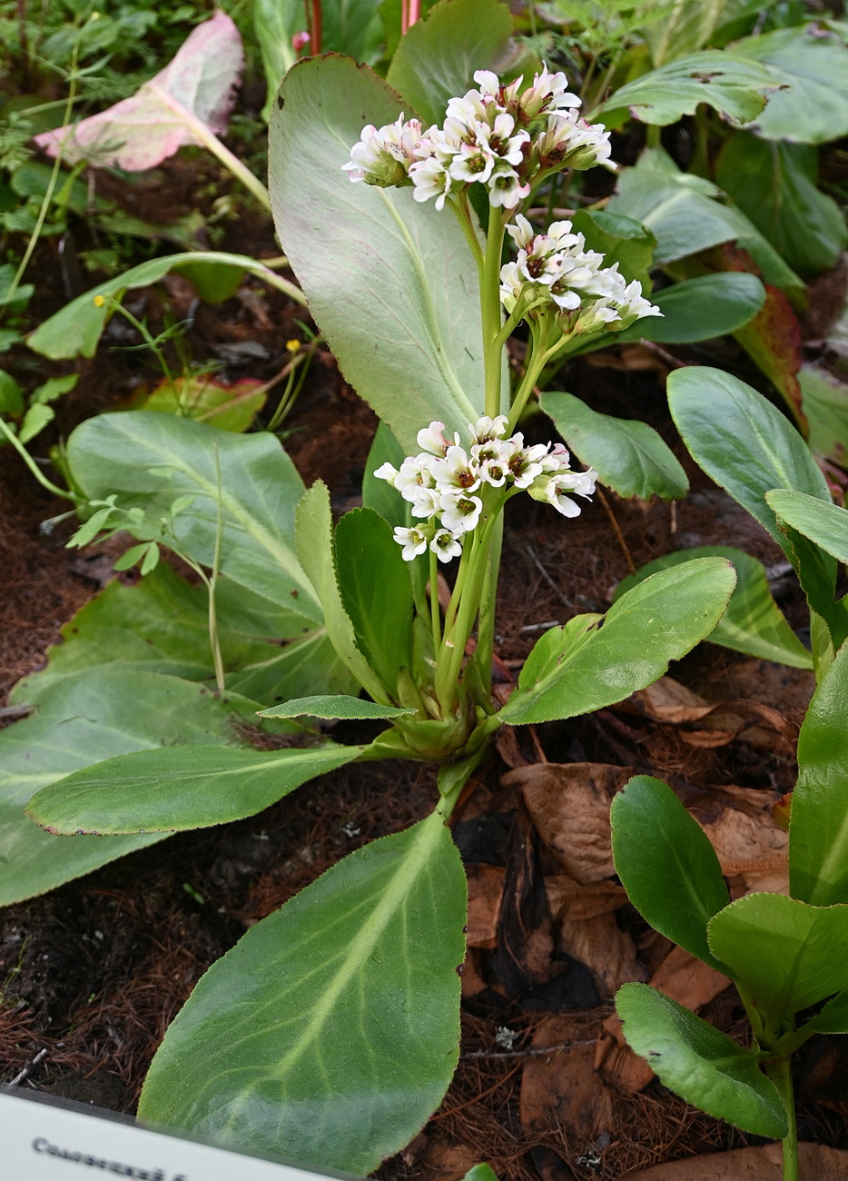Изображение особи Bergenia ciliata.