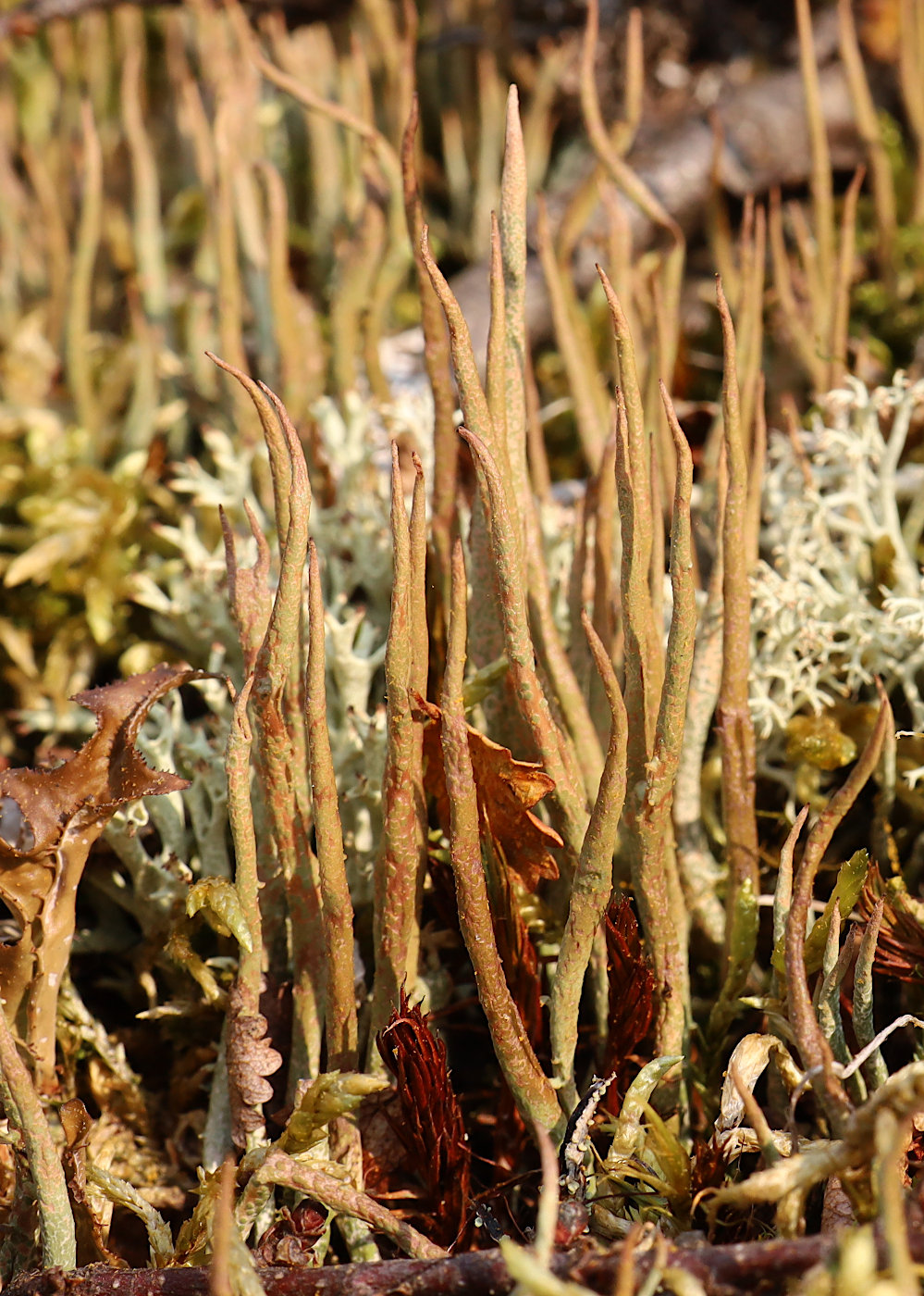 Image of Cladonia maxima specimen.