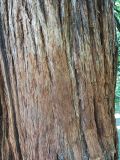 Sequoia sempervirens. Кора. Абхазия, г. Сухум, Ботанический сад. 13.08.2024.