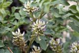 Glycyrrhiza uralensis. Соцветия. Кыргызстан, Нарынская обл., Ак-Талинский р-н, 7 км к юго-западу от с. Кош-Дёбё, южные отроги хр. Молдо-Тоо, выс. ~ 2850 м н.у.м., придорожная каменистая осыпь. 08.07.2026.