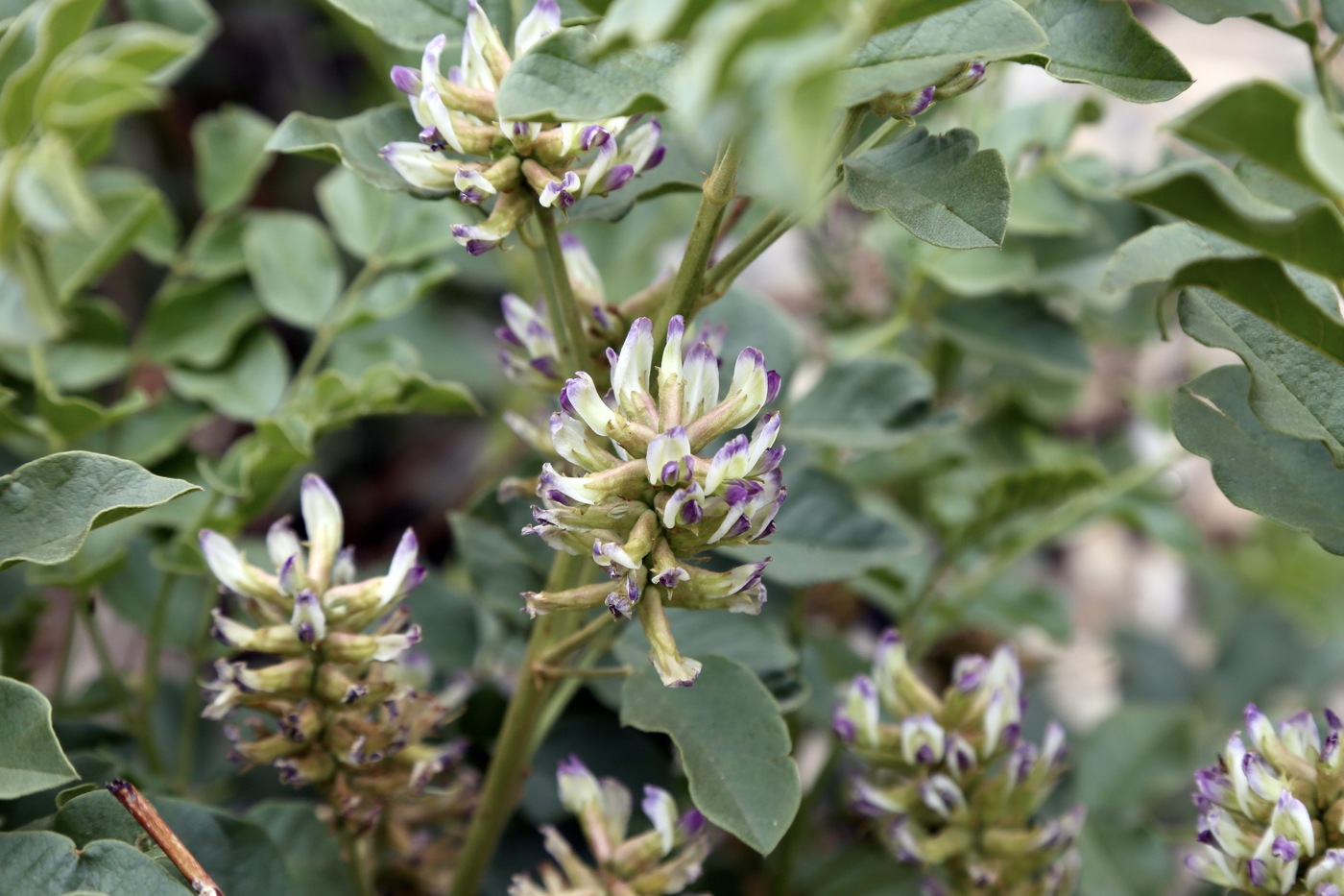 Image of Glycyrrhiza uralensis specimen.