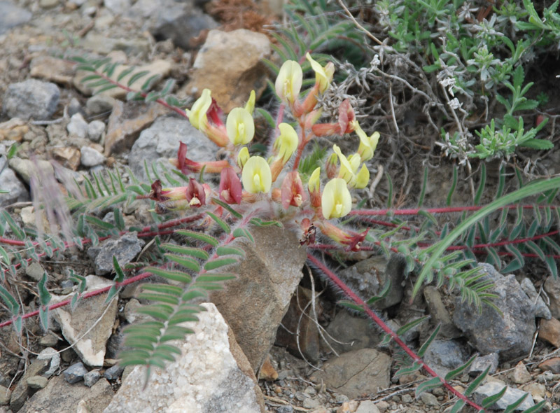 Image of Astragalus utriger specimen.