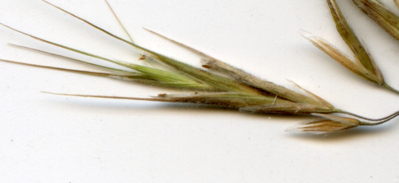 Image of Anisantha tectorum specimen.