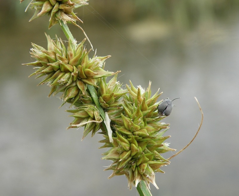 Изображение особи Carex otrubae.