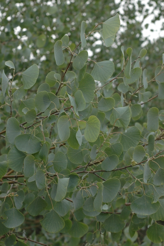 Image of Populus pruinosa specimen.